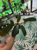 Philodendron Florida Bronze