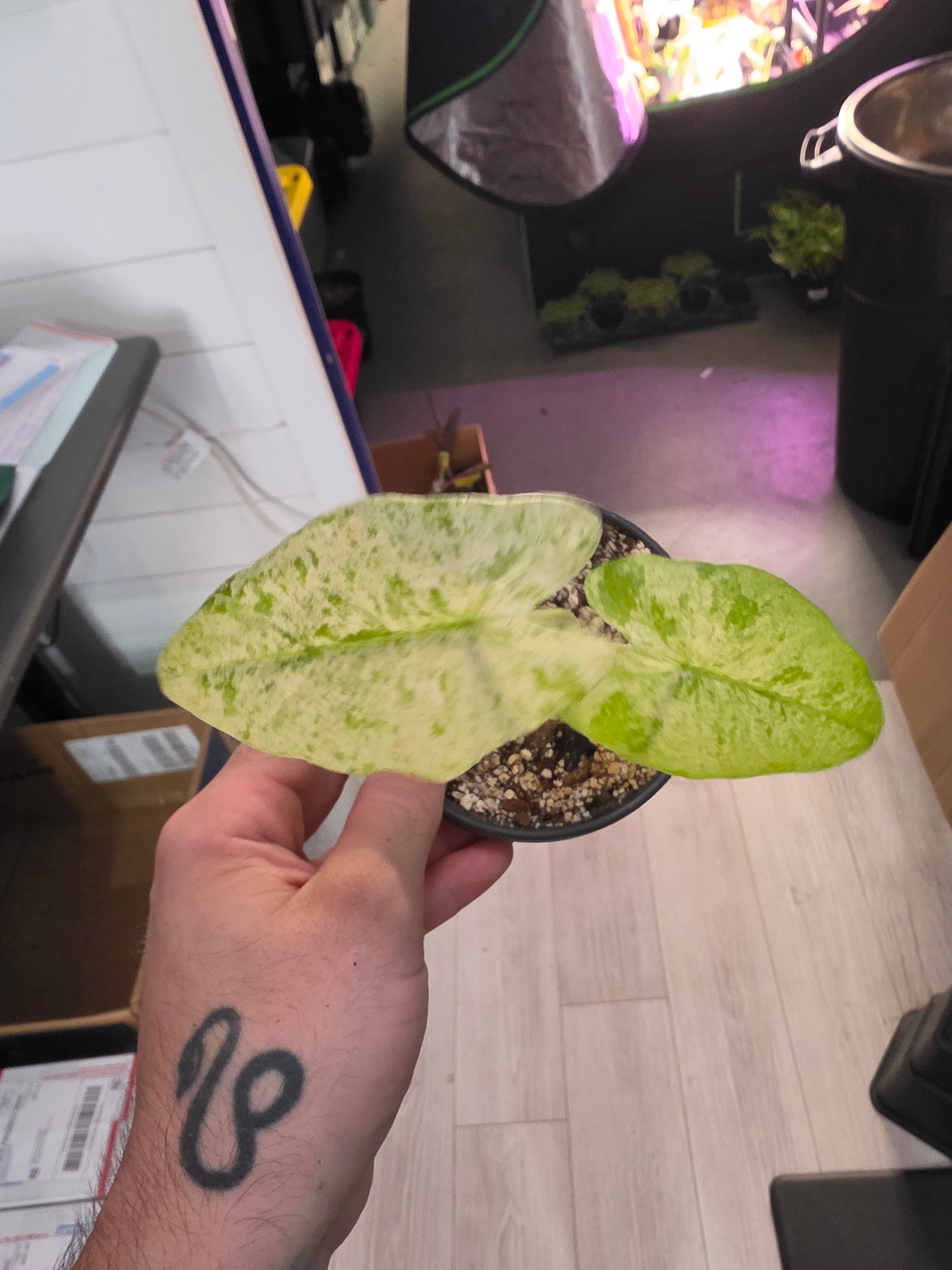 Alocasia Blizzard