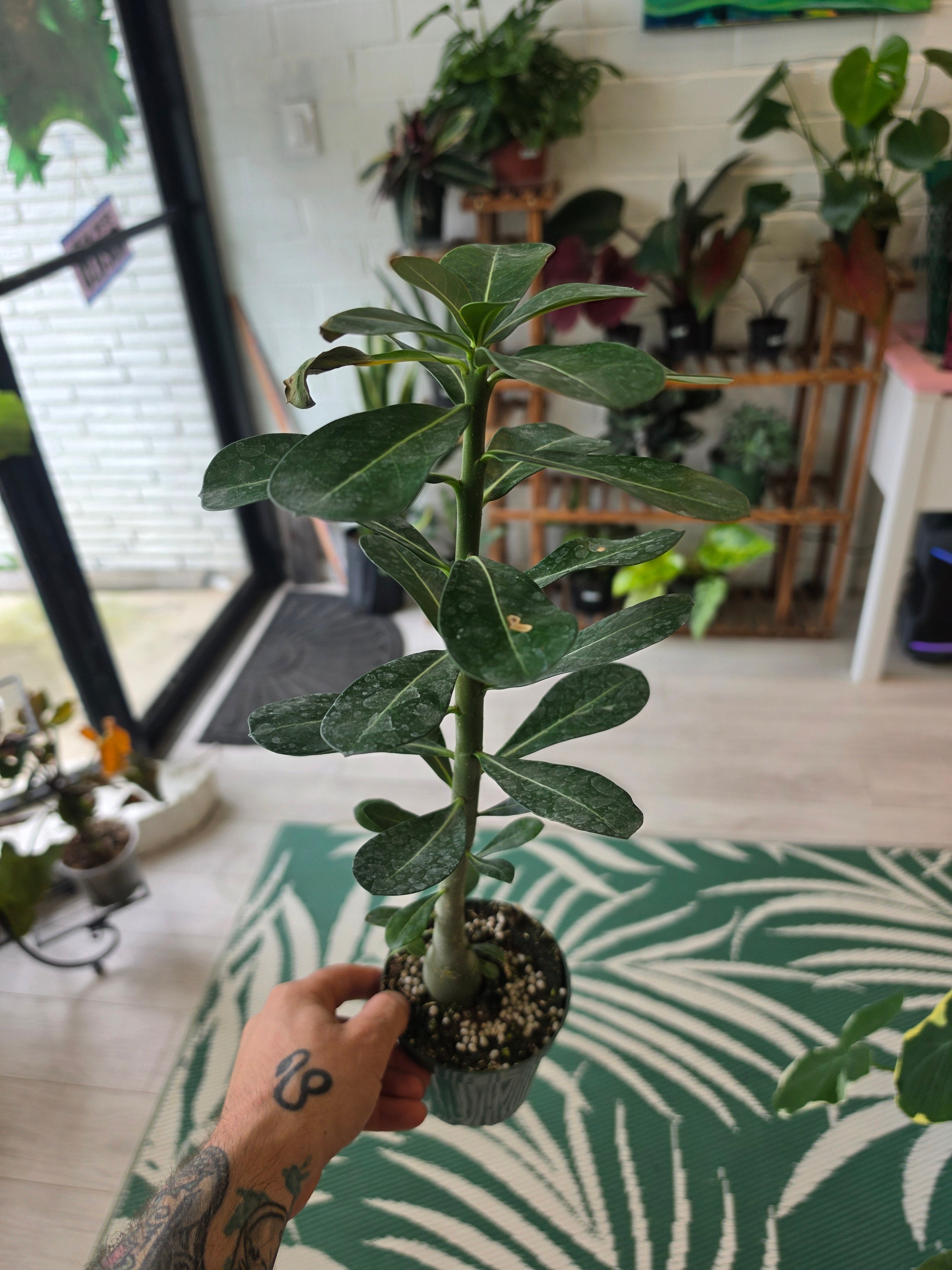 Desert Rose