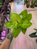 Syngonium Lime Soda