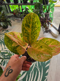Agleonema Pink Emerald