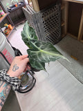Alocasia Venom