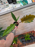Philodendron Choco Empress