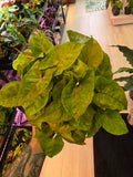 Syngonium Pink Illusion