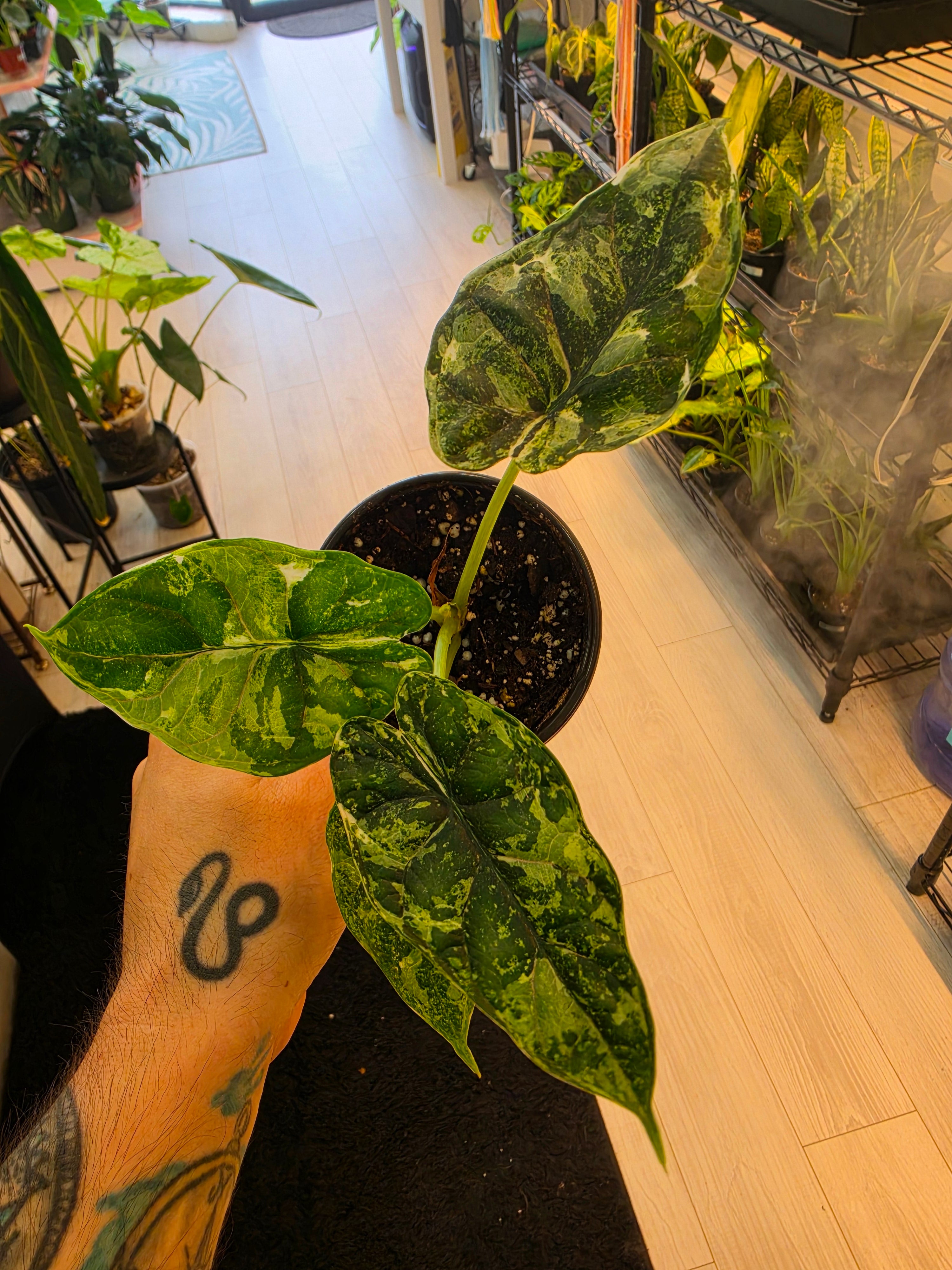 Alocasia Dragon Scale Stardust