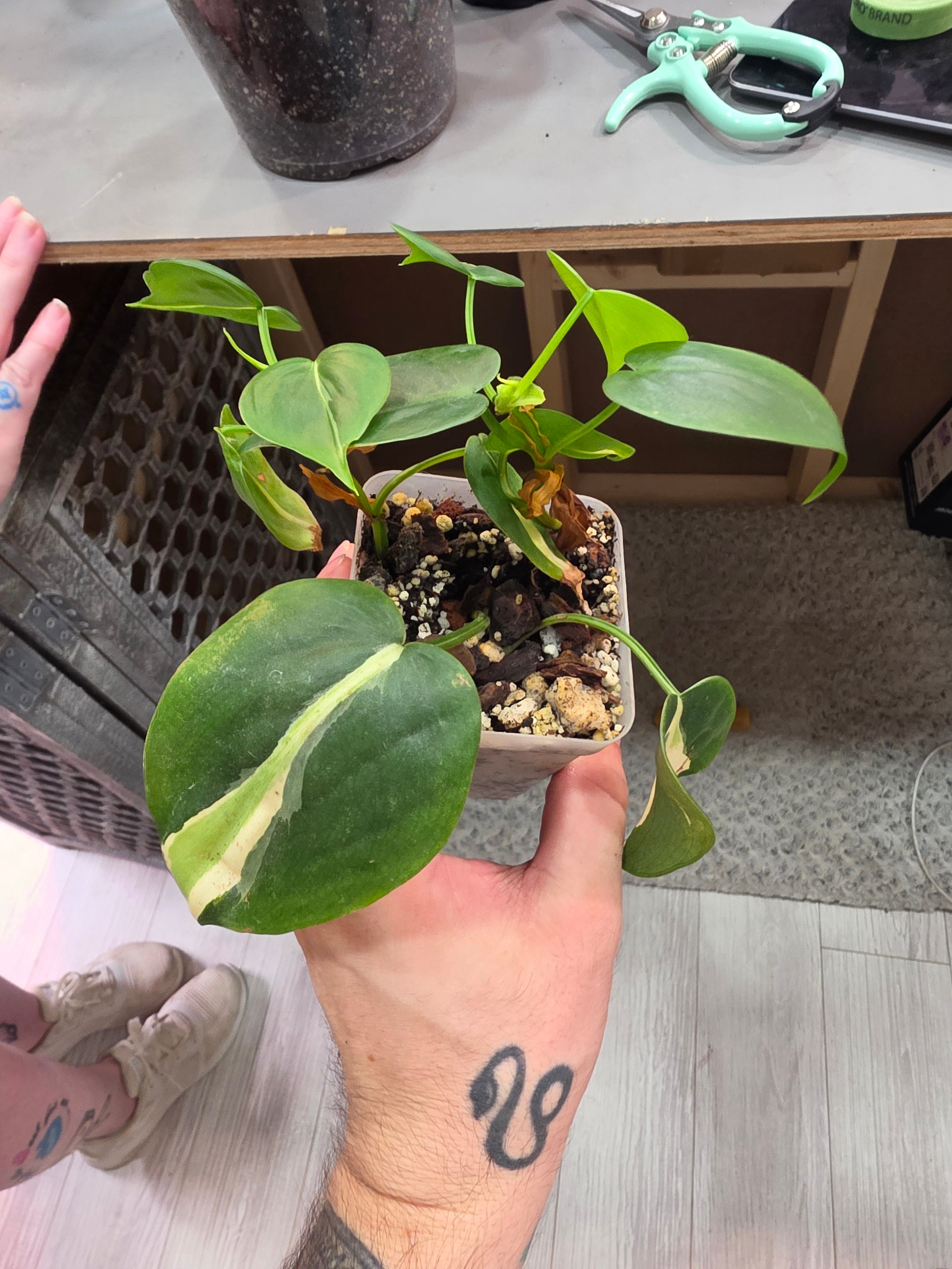 Philodendron Silver Stripe