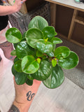 Peperomia Obtusifolia