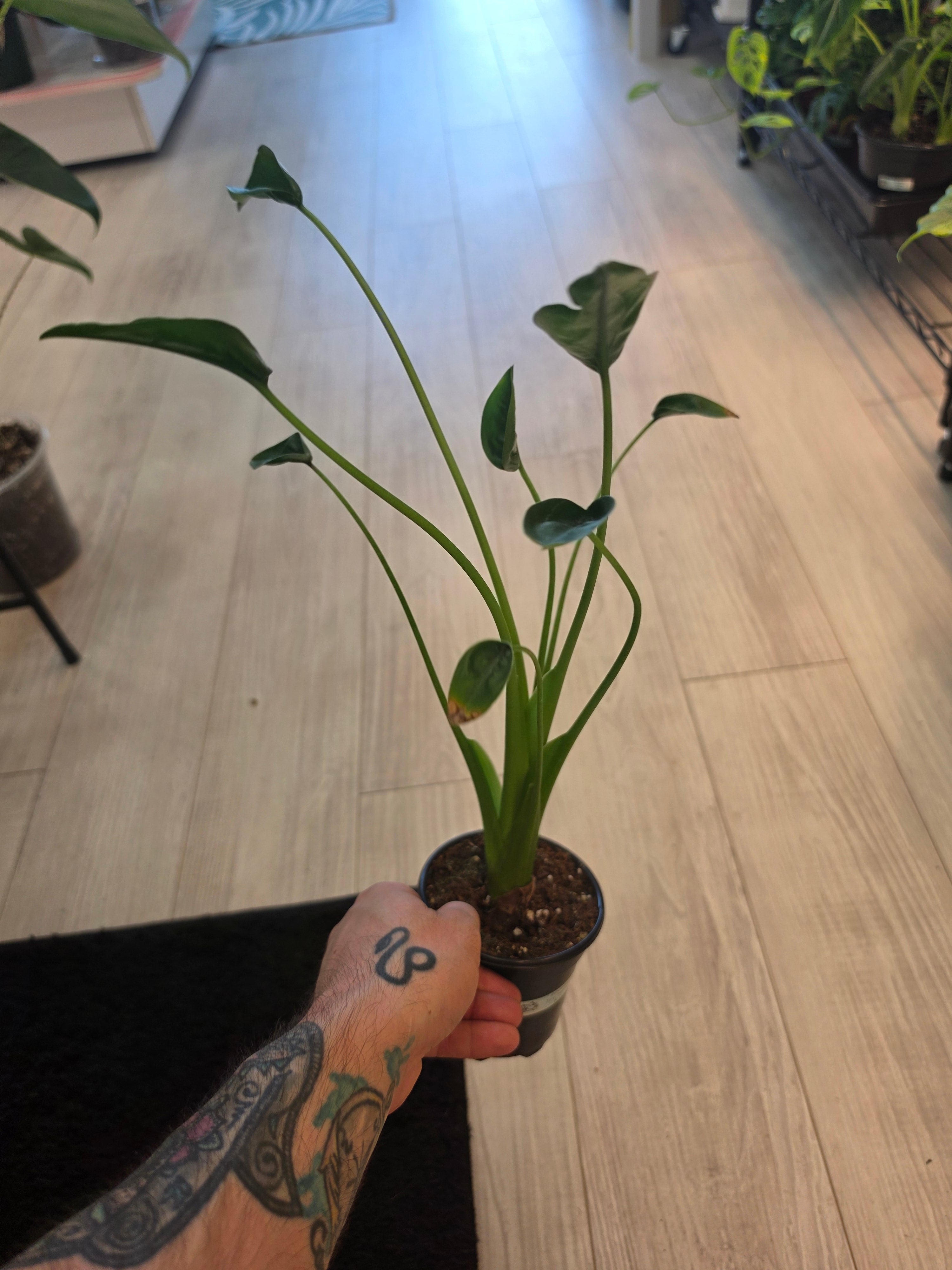 Alocasia Tiny Dancer