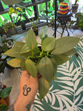 Philodendron Silver Sword