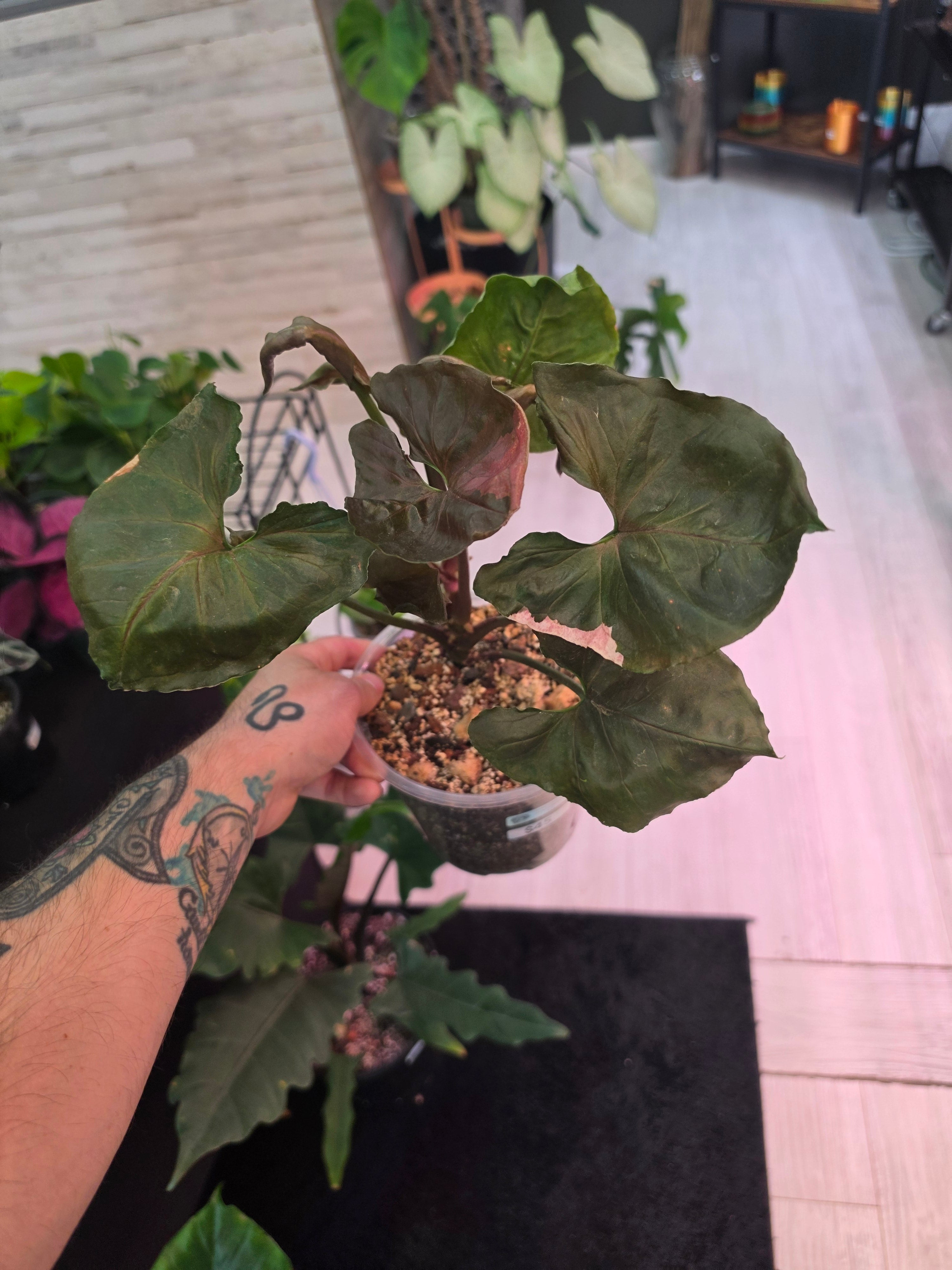 Syngonium Strawberry Ice