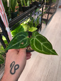 Anthurium Crystallinum