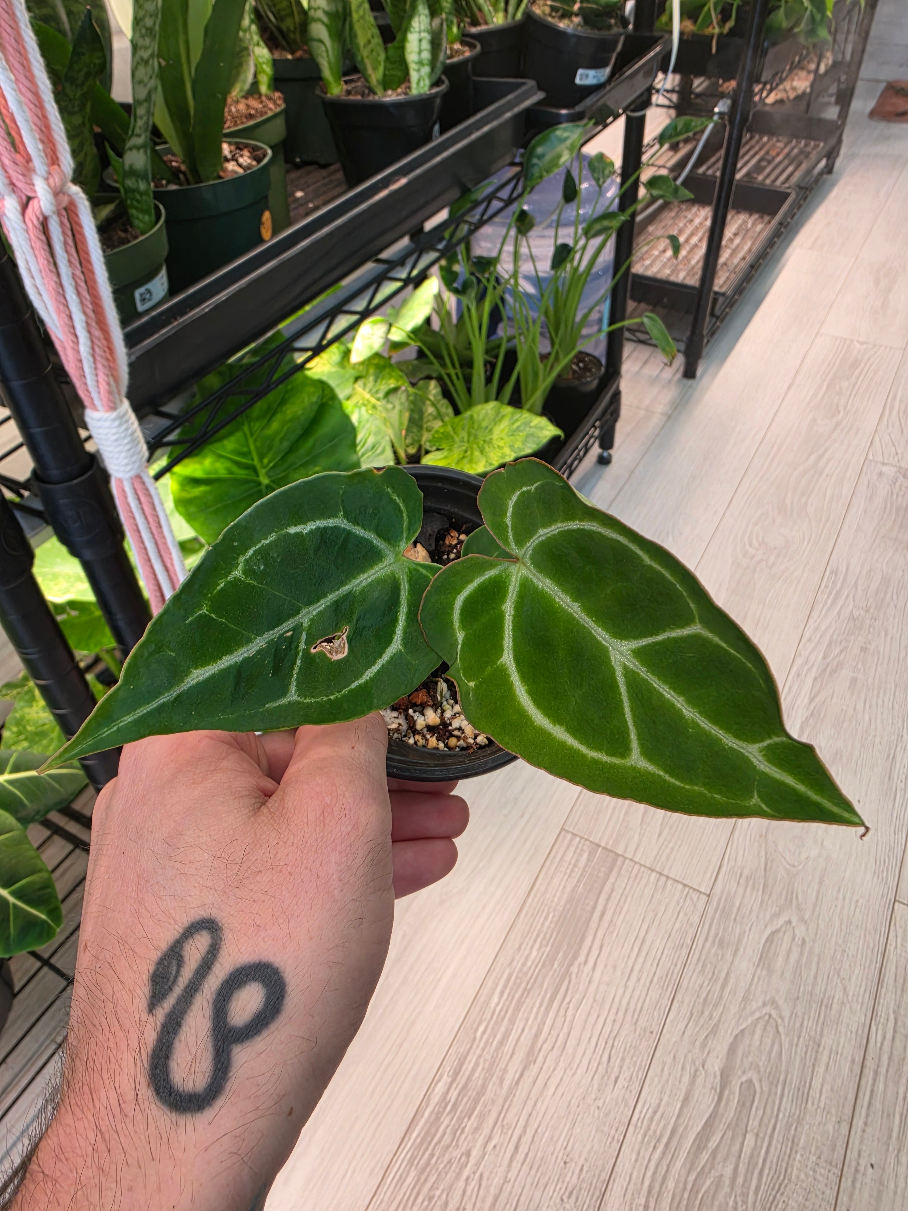 Anthurium Crystallinum
