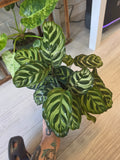 Calathea Peacock