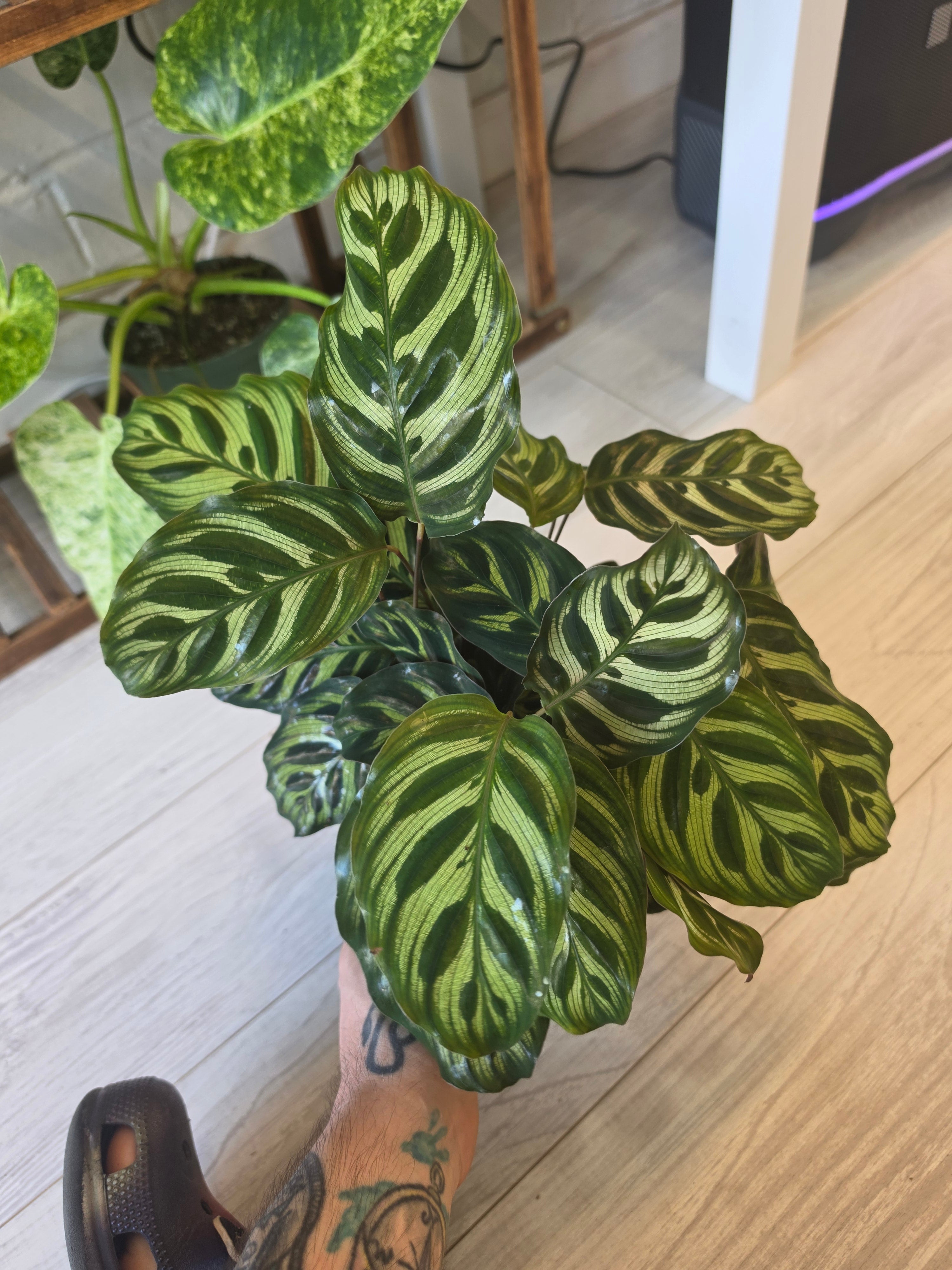 Calathea Peacock