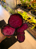 Calathea Crimson