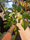 Monstera Tetra Migma
