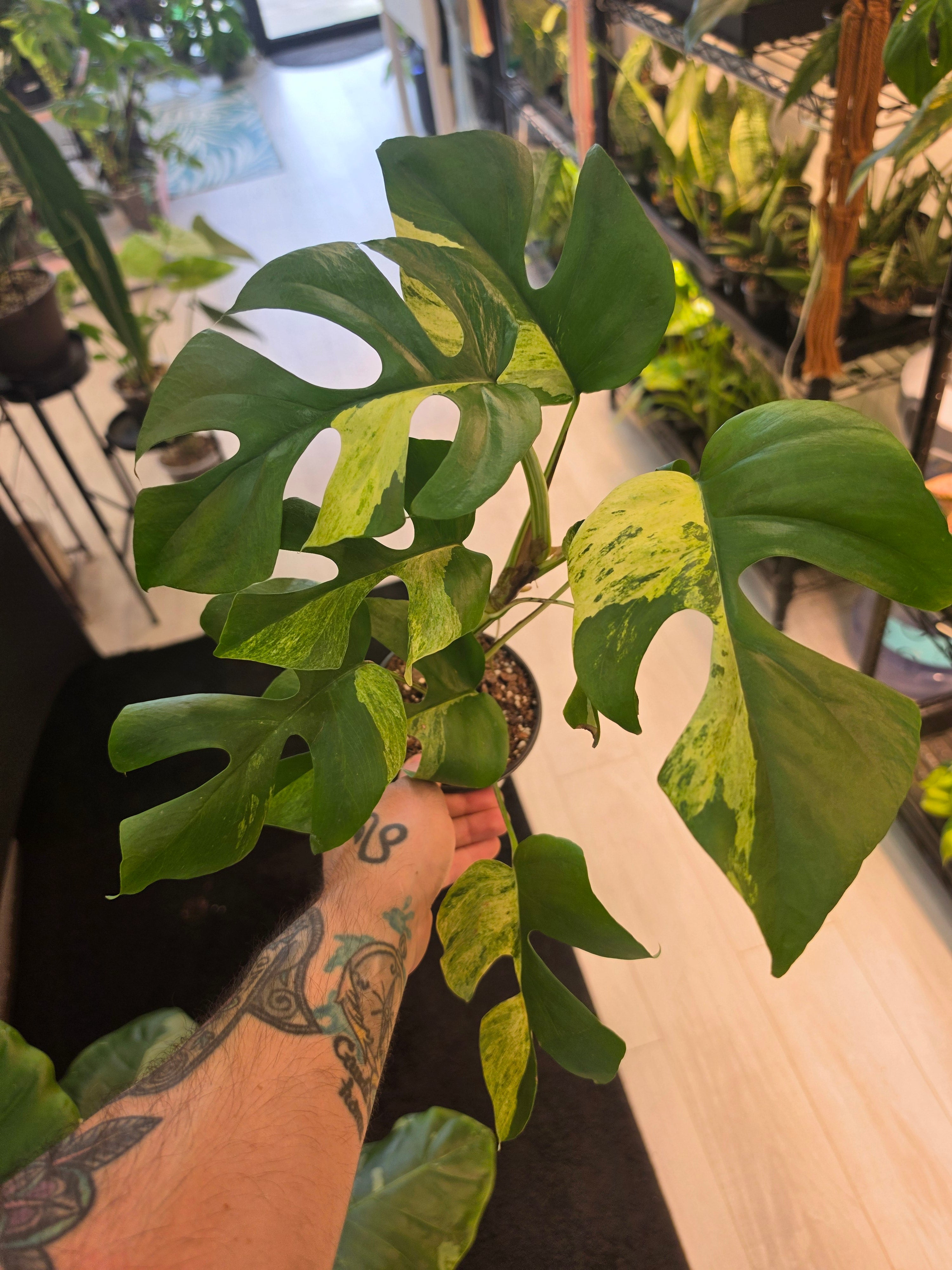 Monstera Tetra Migma