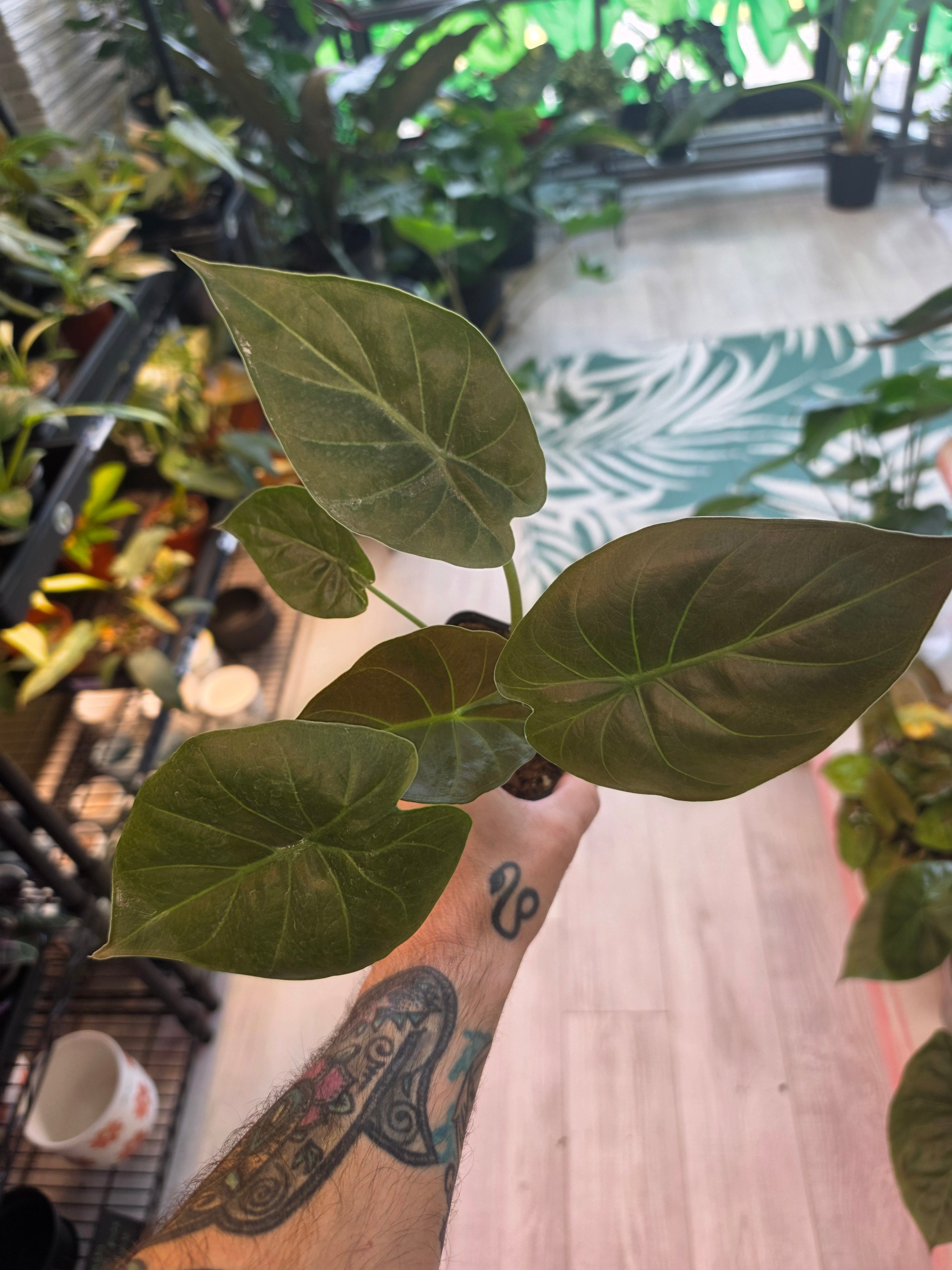 Alocasia Wentii