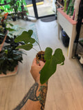Anthurium Fingers