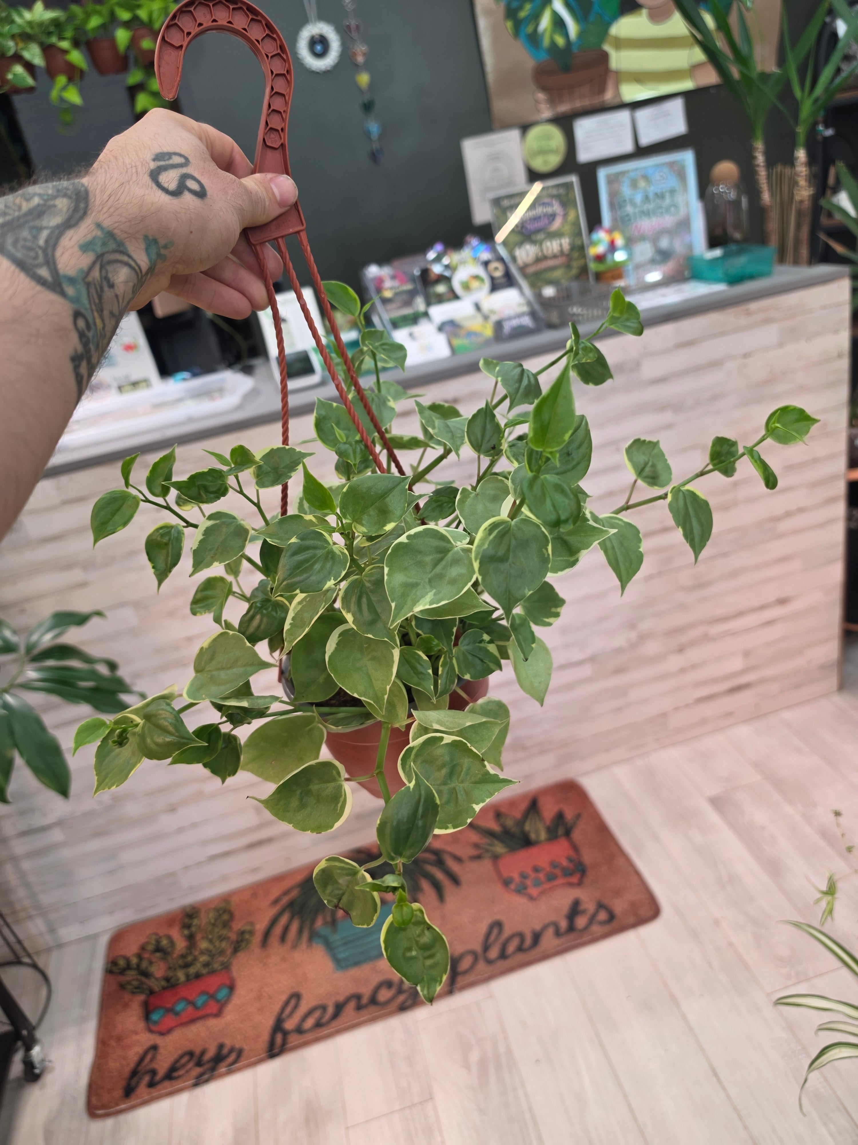 Peperomia Cupid