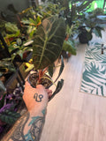 Alocasia Sedenii