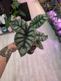 Alocasia Silver Dragon