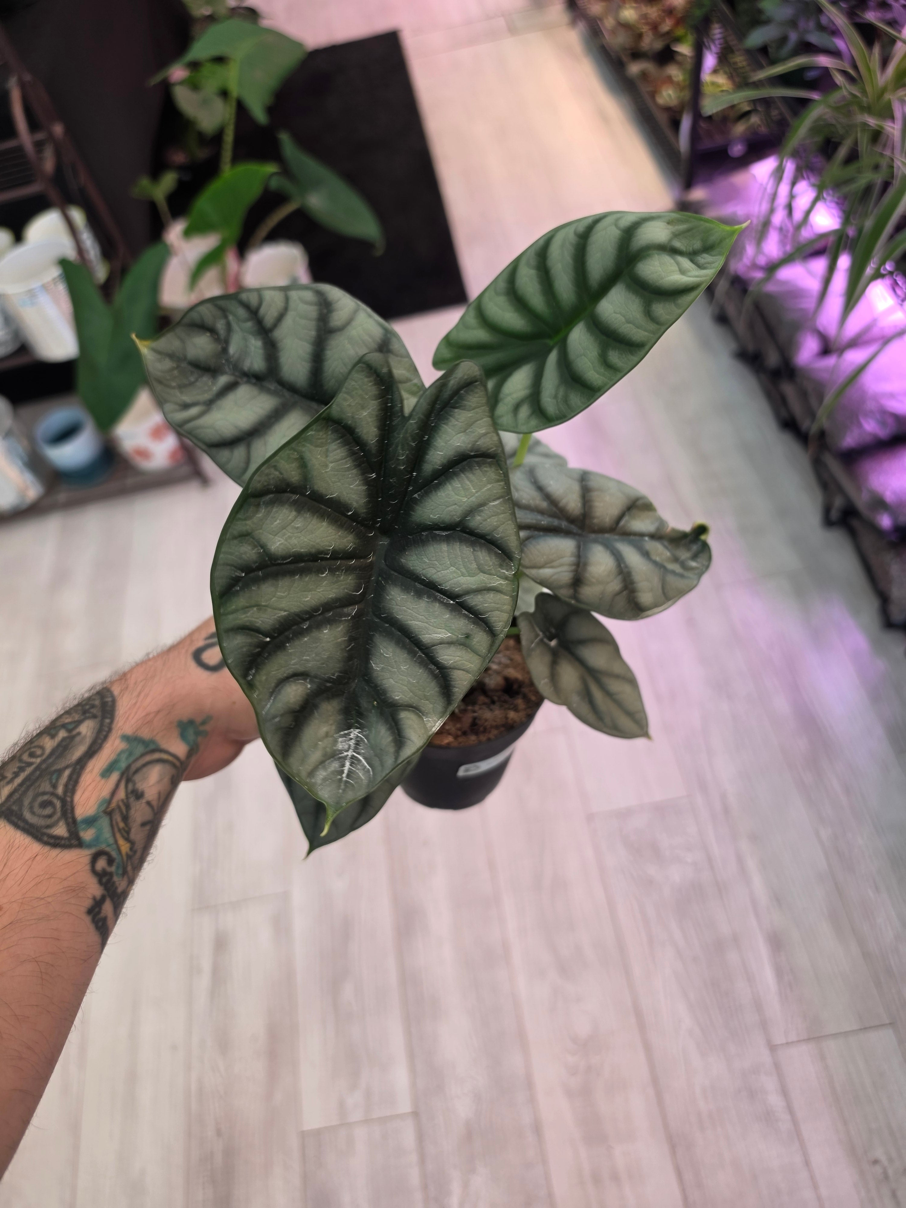 Alocasia Silver Dragon