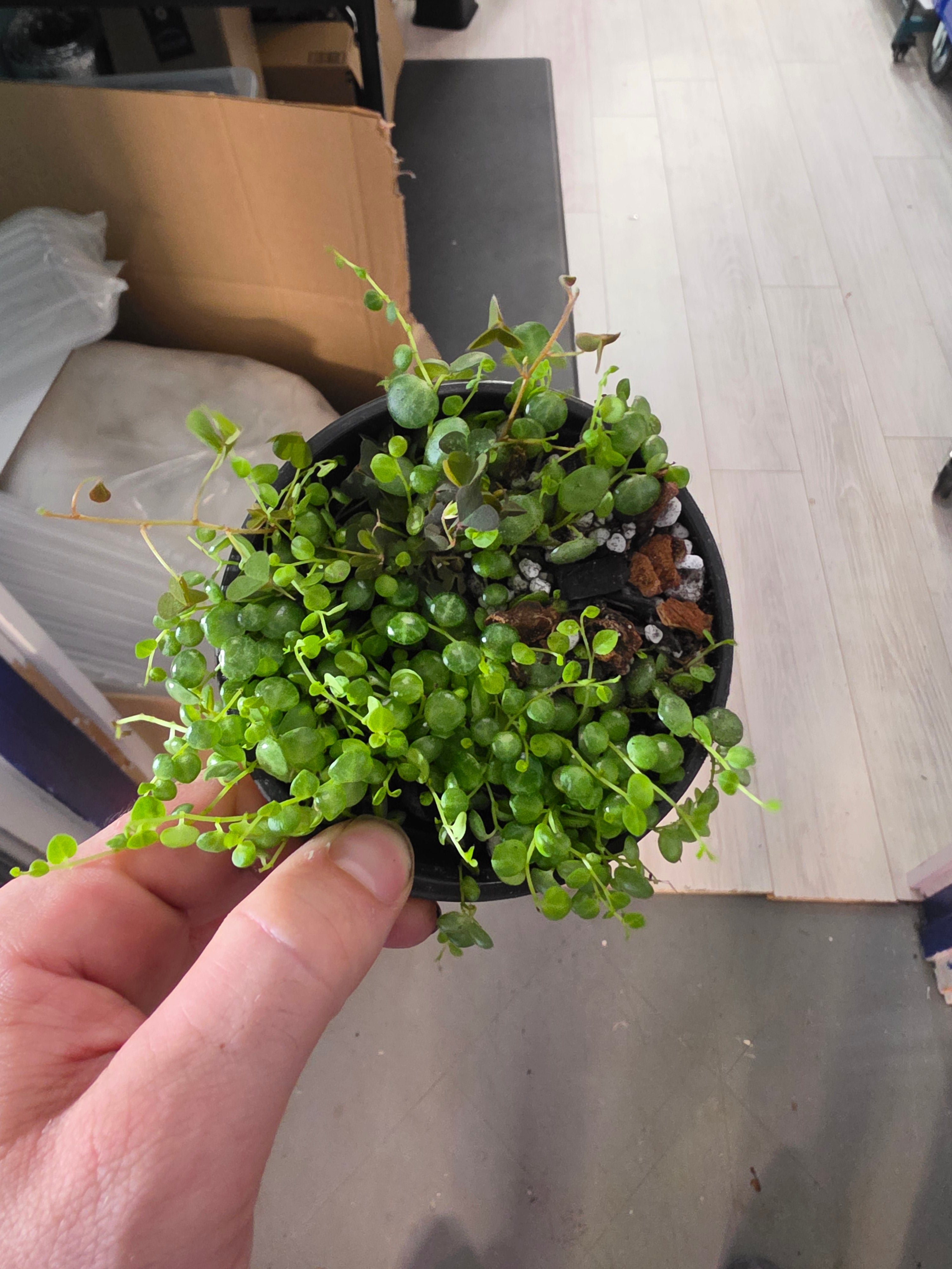 String of Turtles