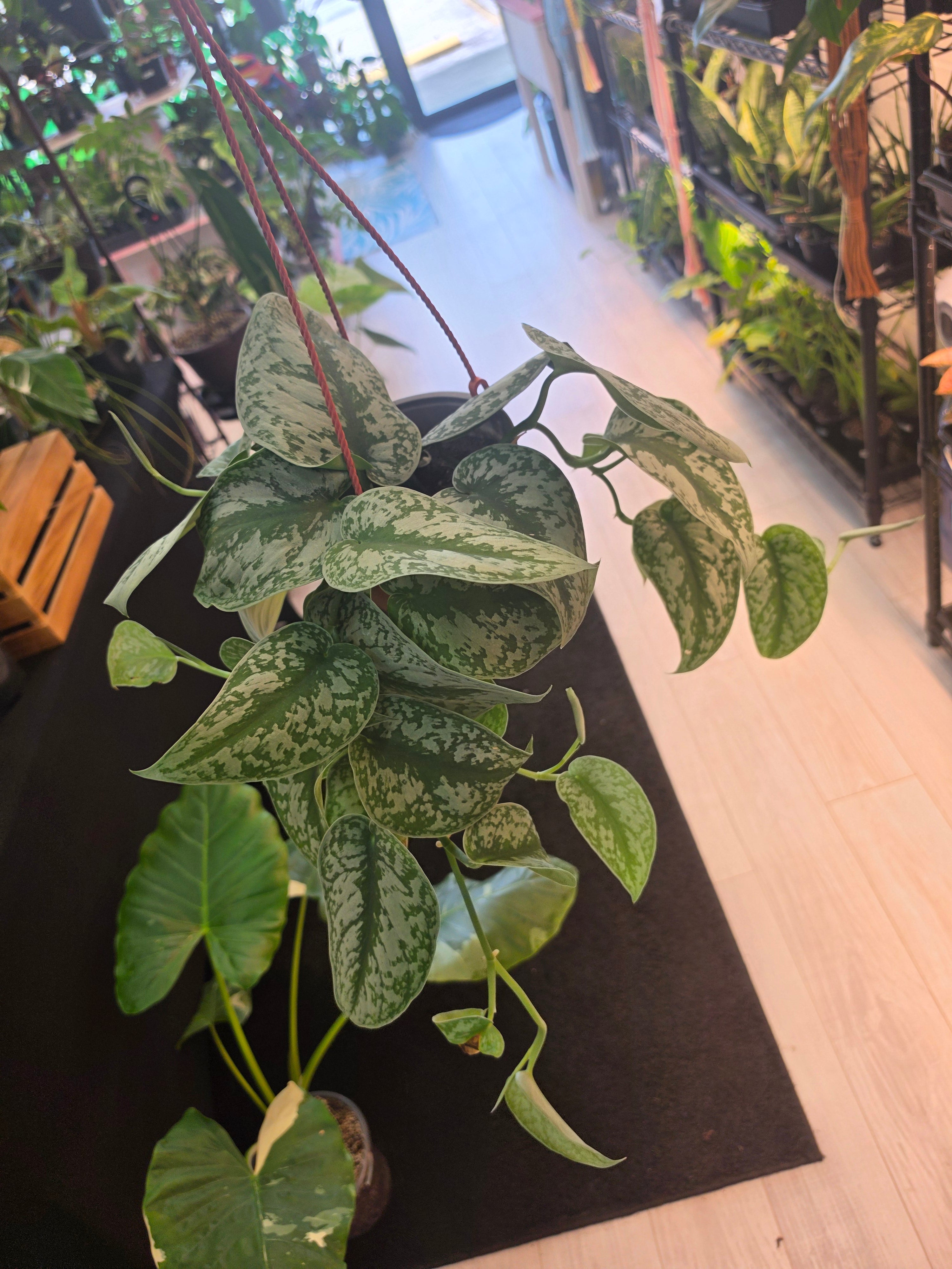 Scindapsus Exotica