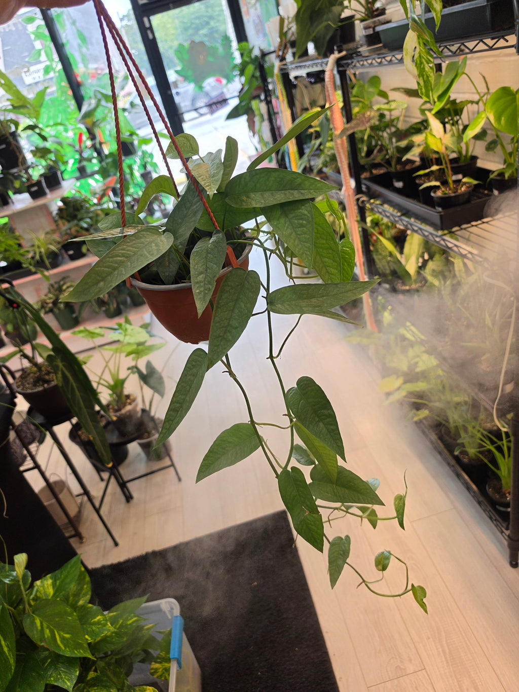 Pothos Cebu Blue