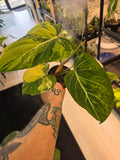 Philodendron Gloriosum Tricolor