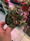 Peperomia Caracas