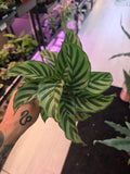 Calathea Freddie