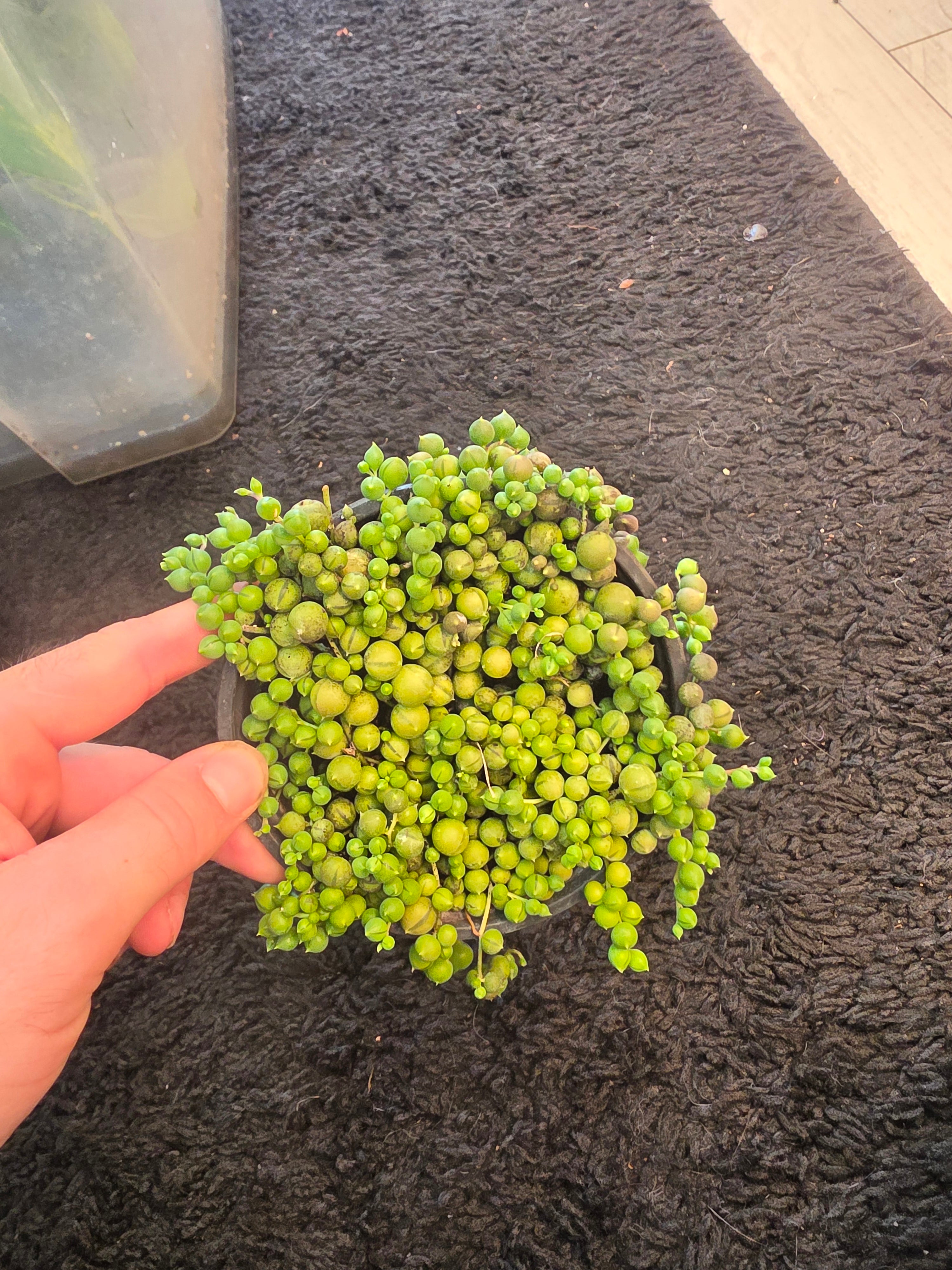 String of Pearls