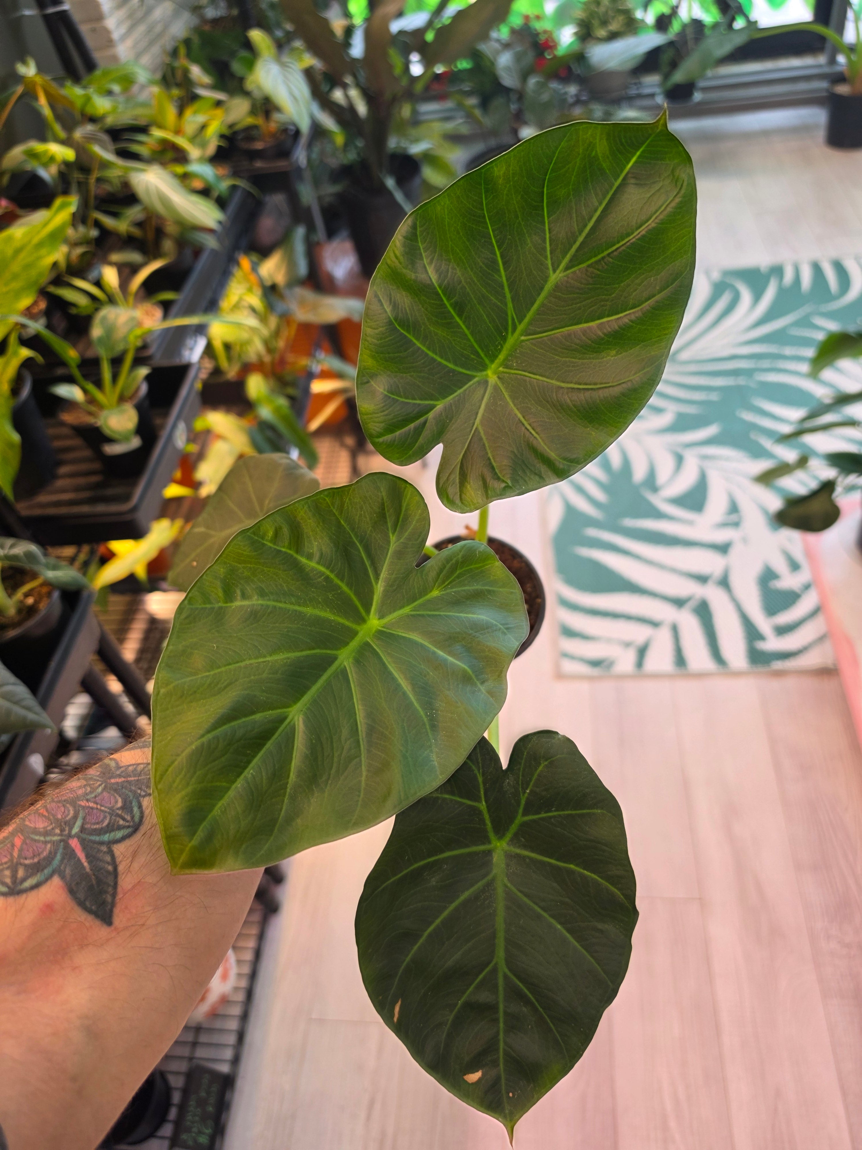 Alocasia Regal Shield