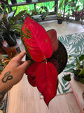Agleonema Eastern Red