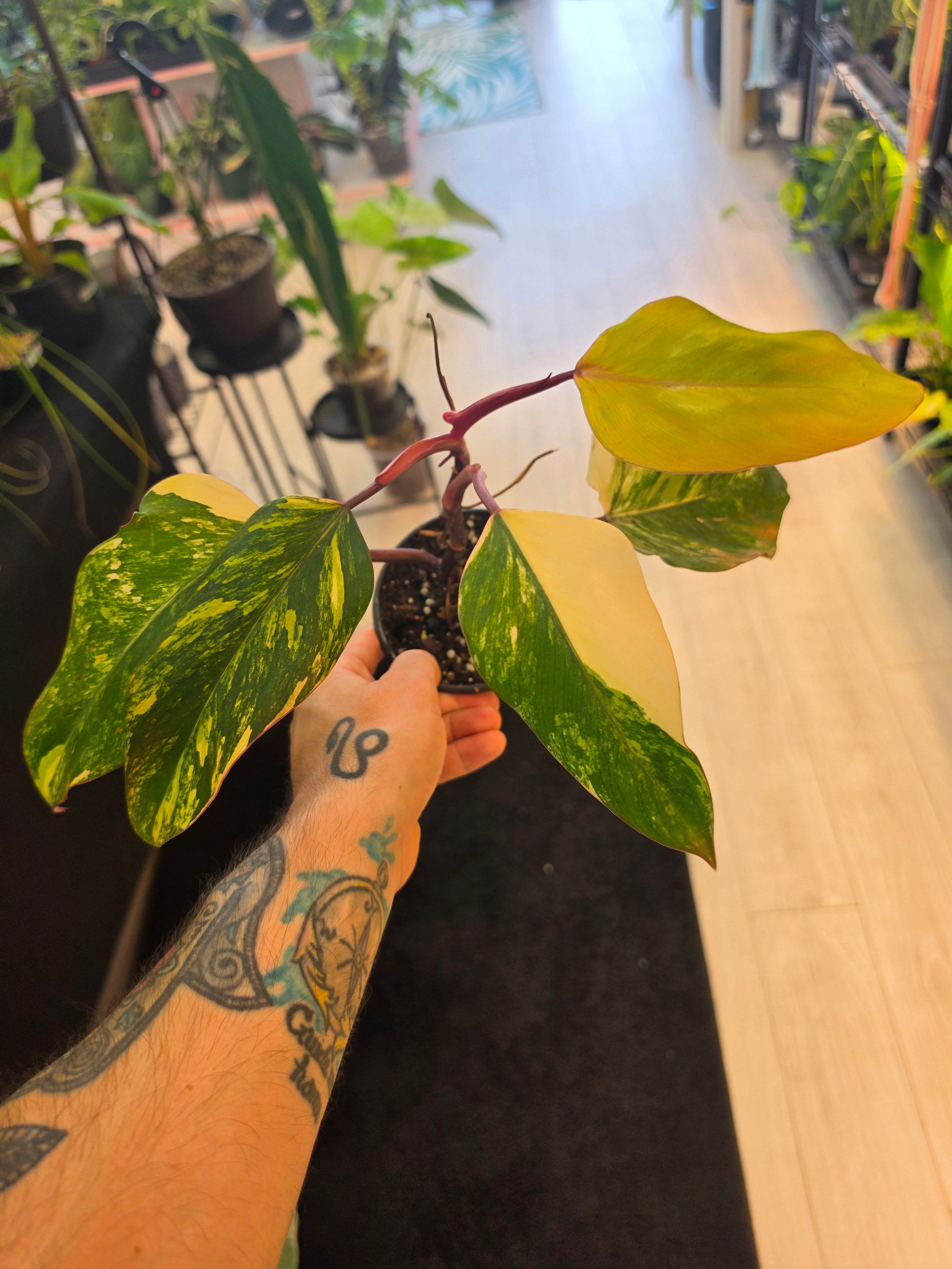 Philodendron Strawberry Shake