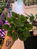 Peperomia Emerald Ripple