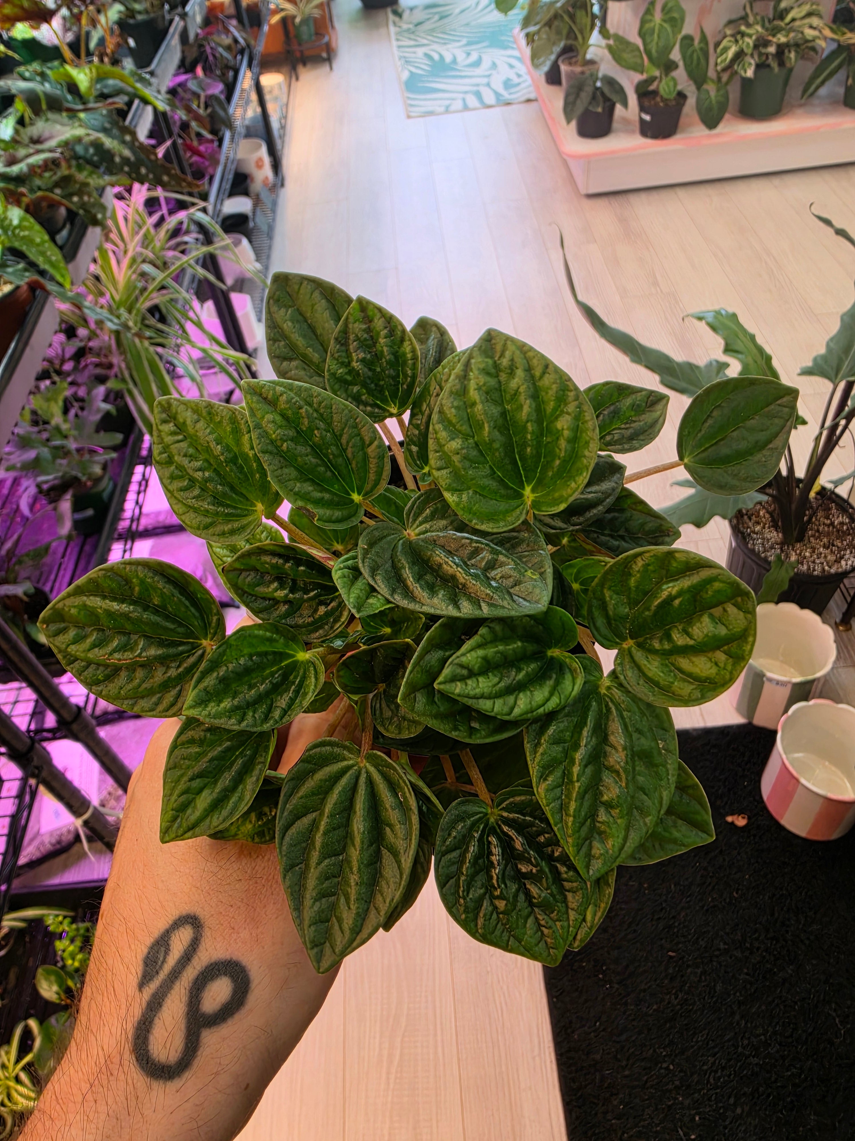 Peperomia Emerald Ripple