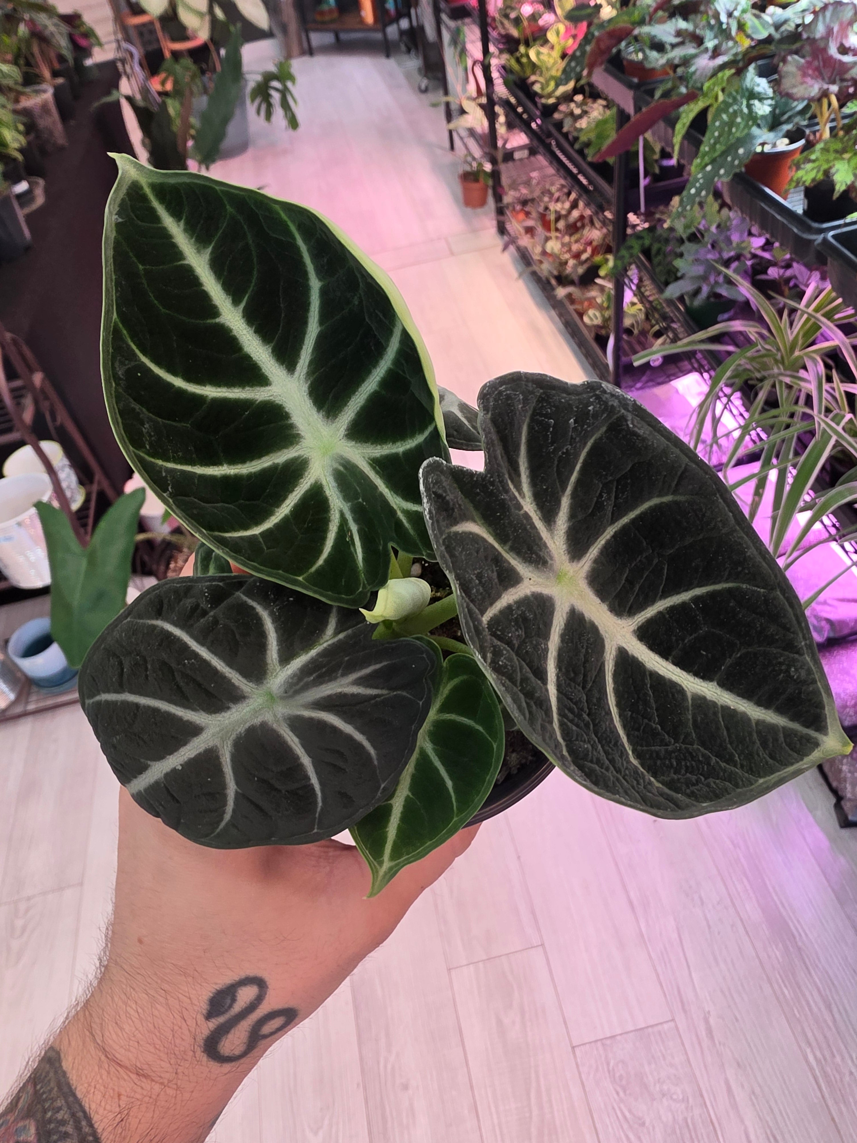 Alocasia Ninja