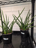 Sanseveria Torch Mikado