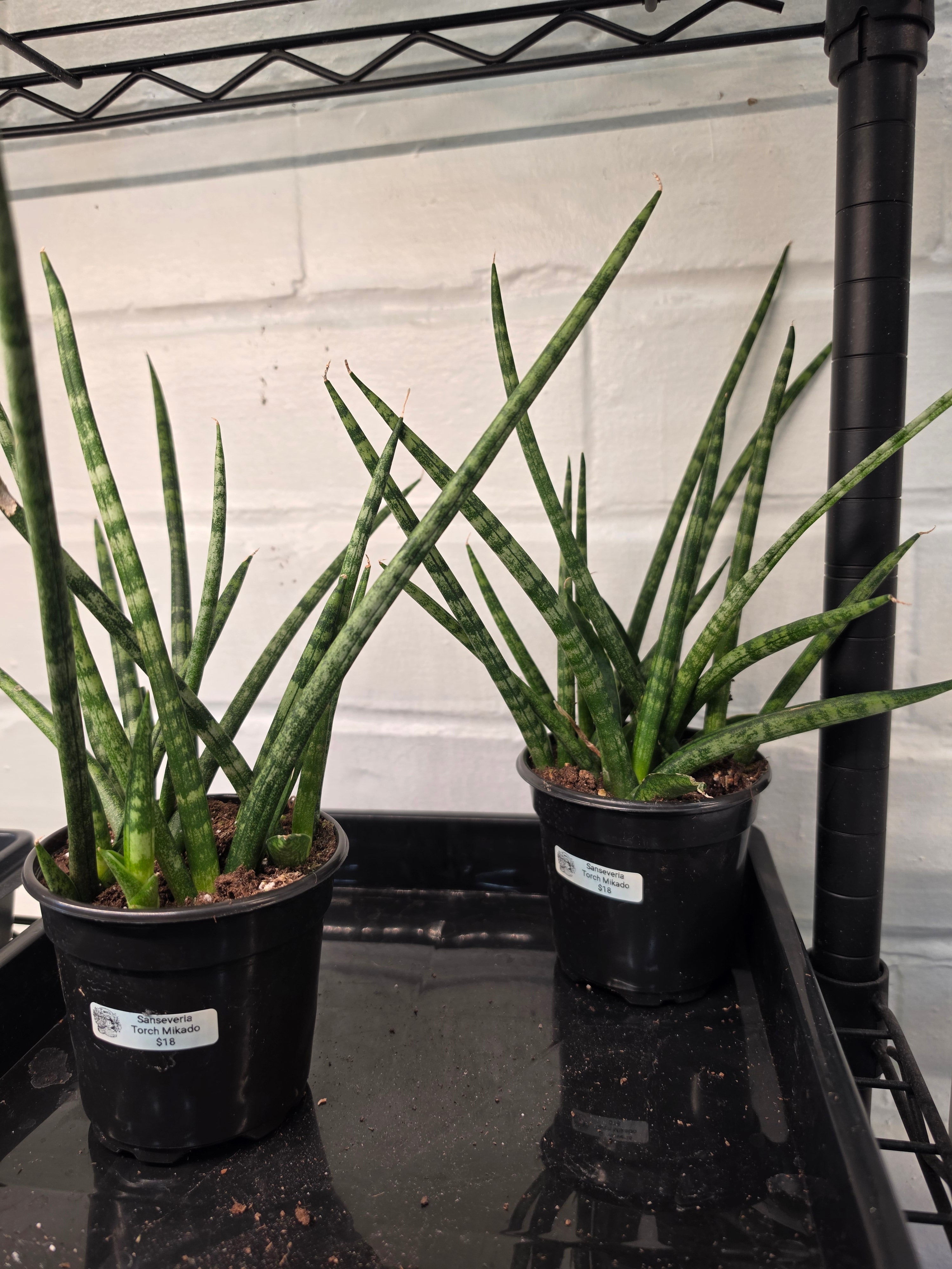 Sanseveria Torch Mikado