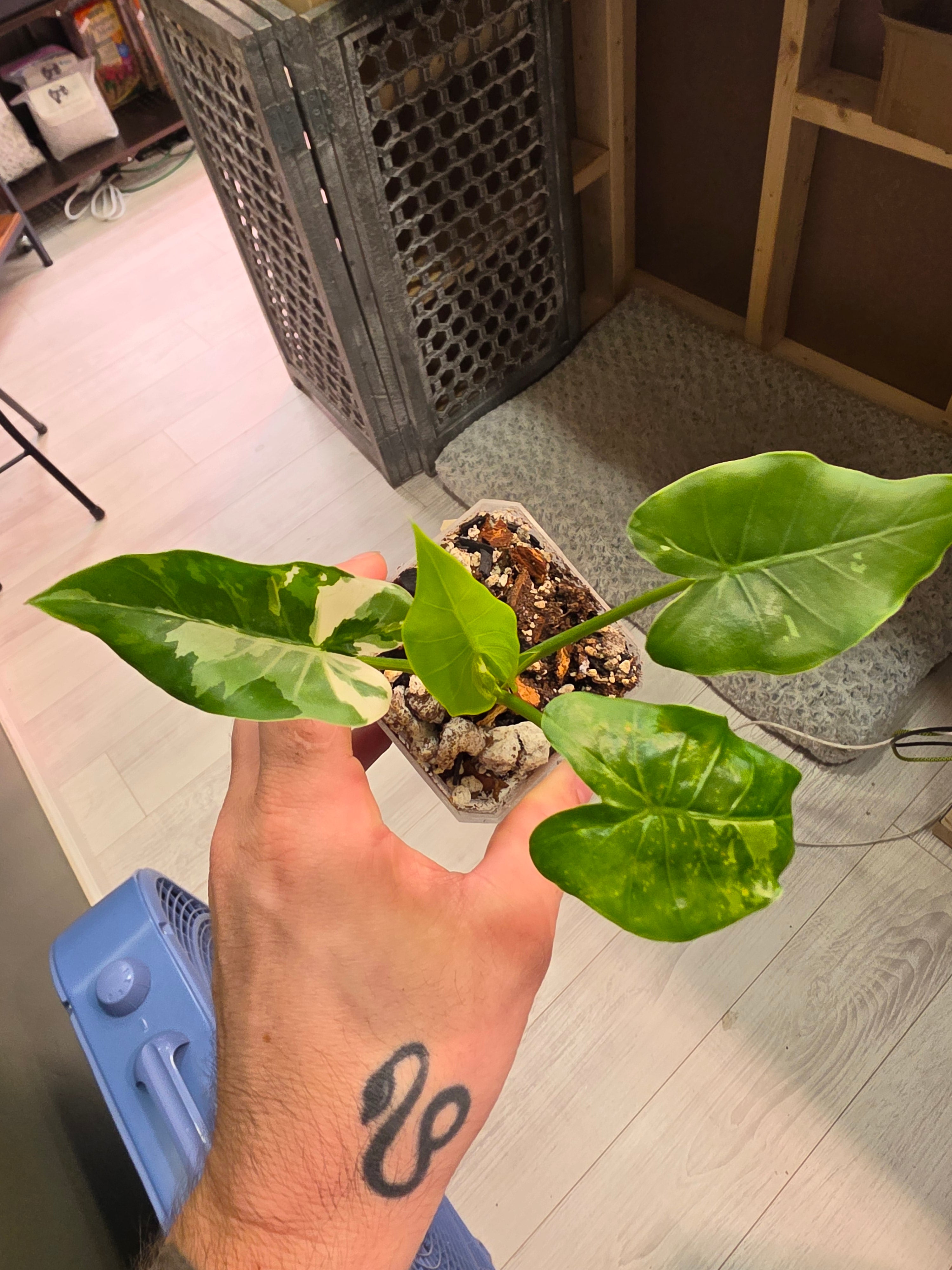 Alocasia Okinawa
