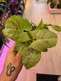 Syngonium Milk Cofetti