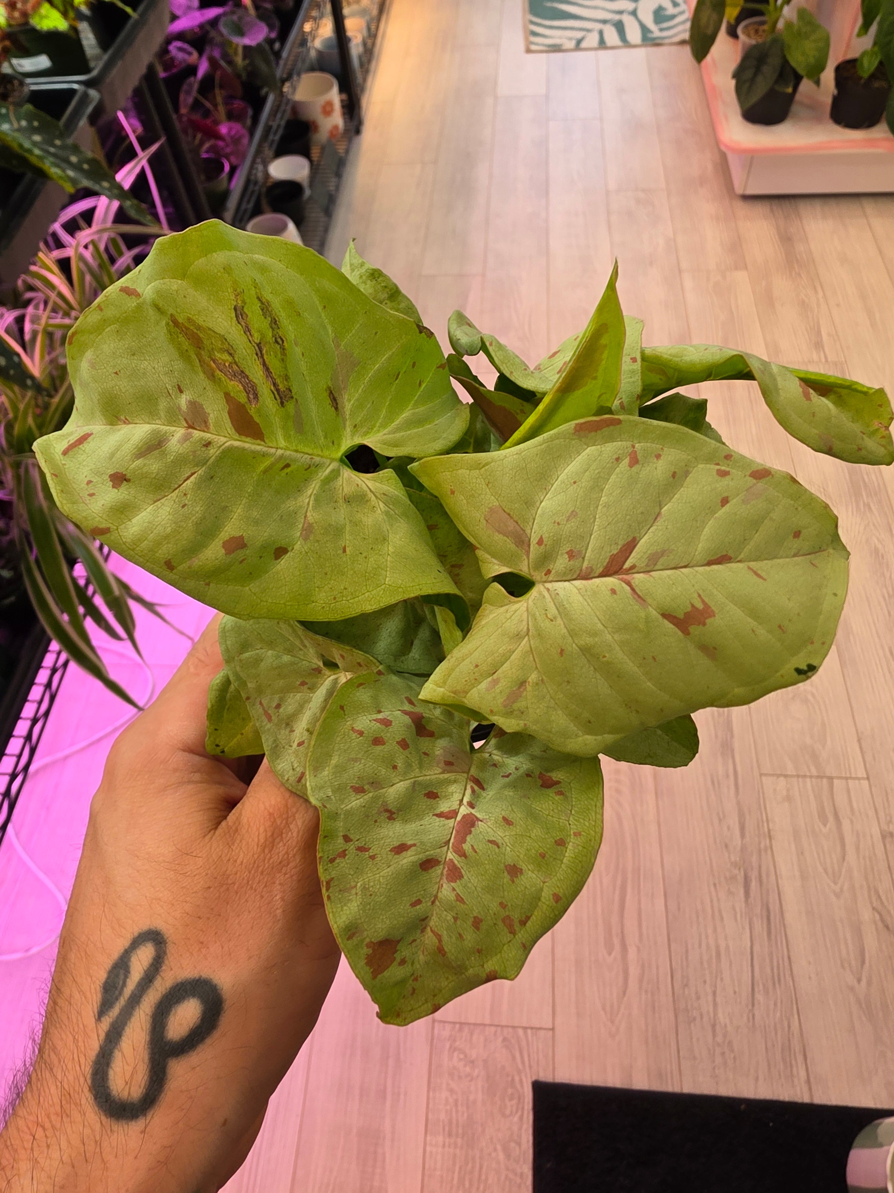 Syngonium Milk Cofetti
