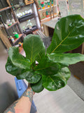 Fiddle Leaf Fig