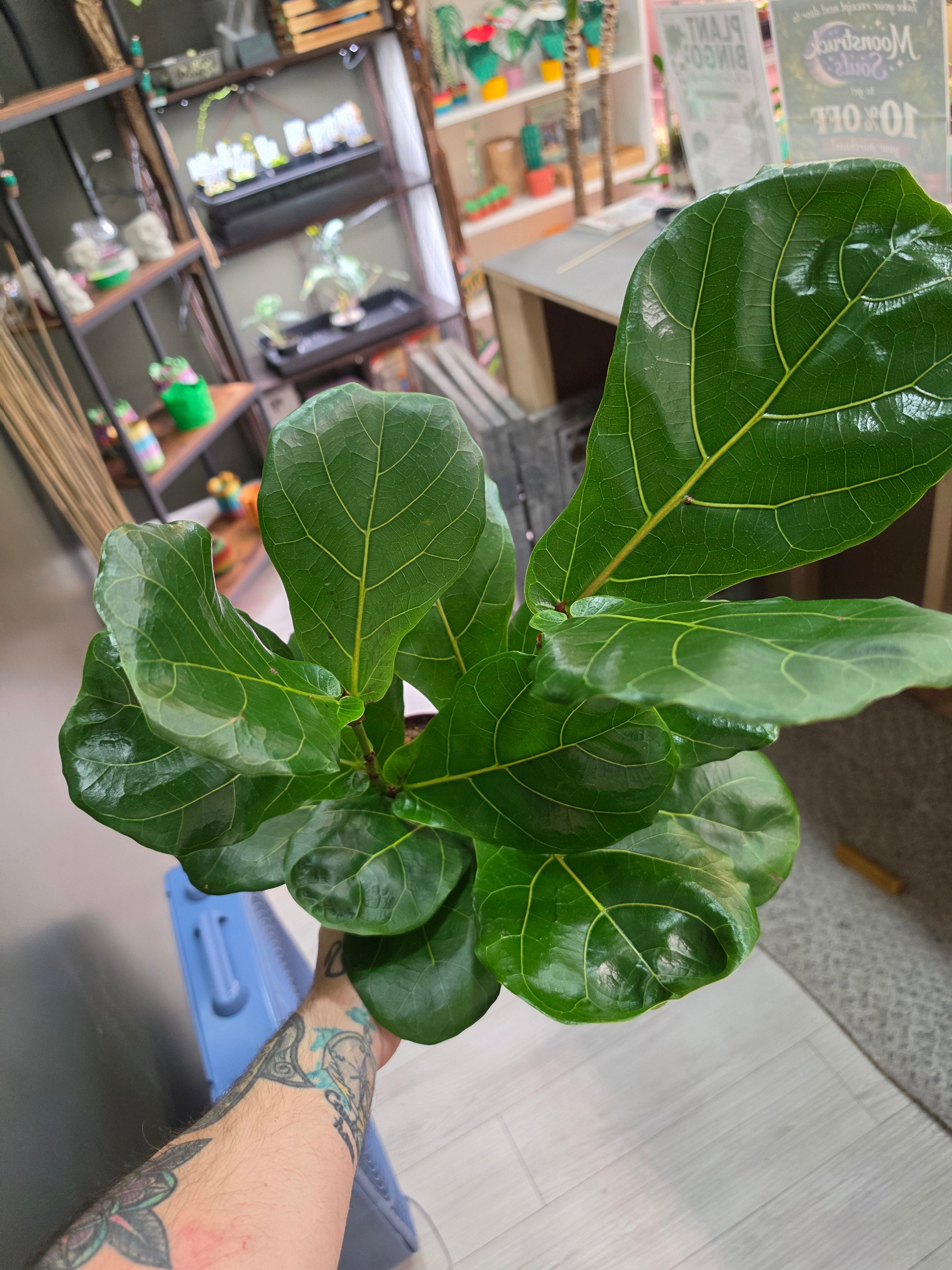 Fiddle Leaf Fig