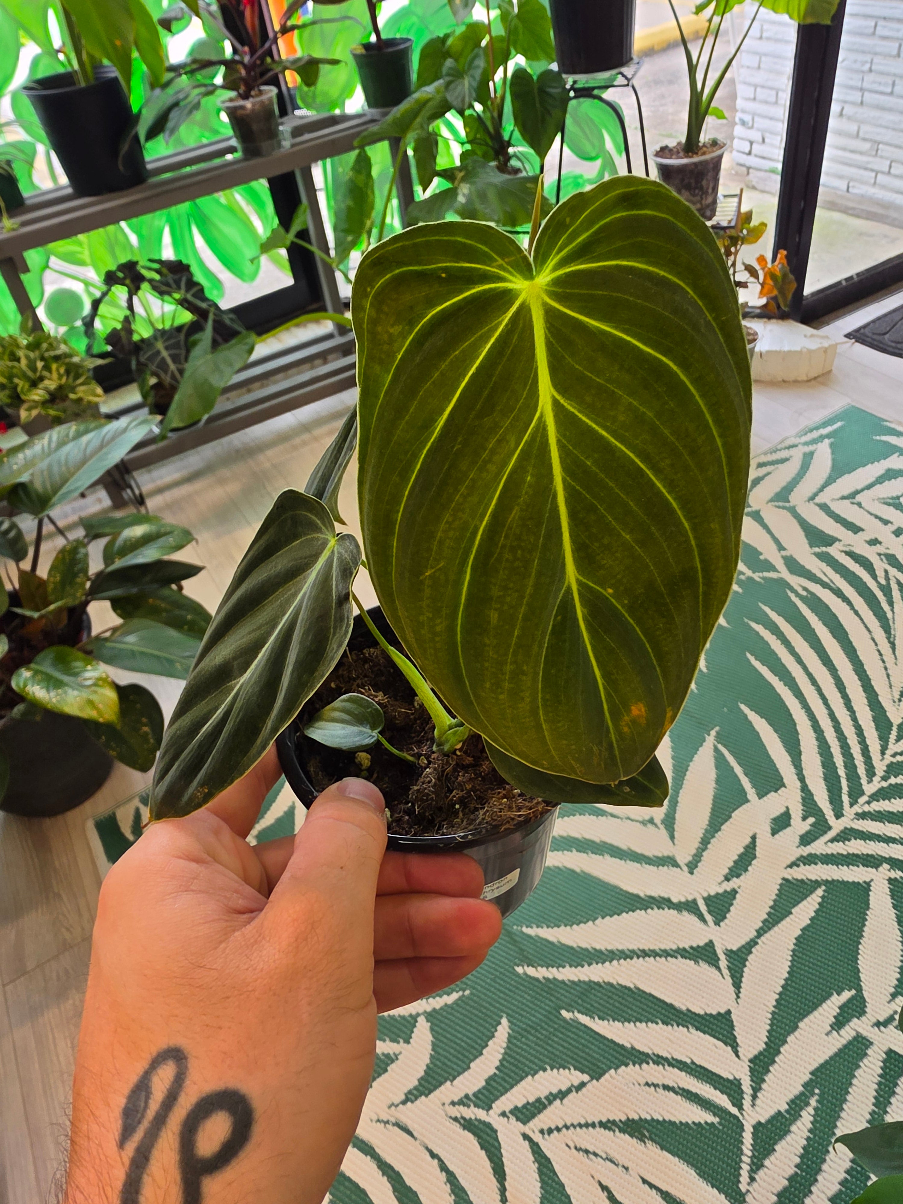 Philodendron Melanochrysum