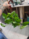 Jade Pothos