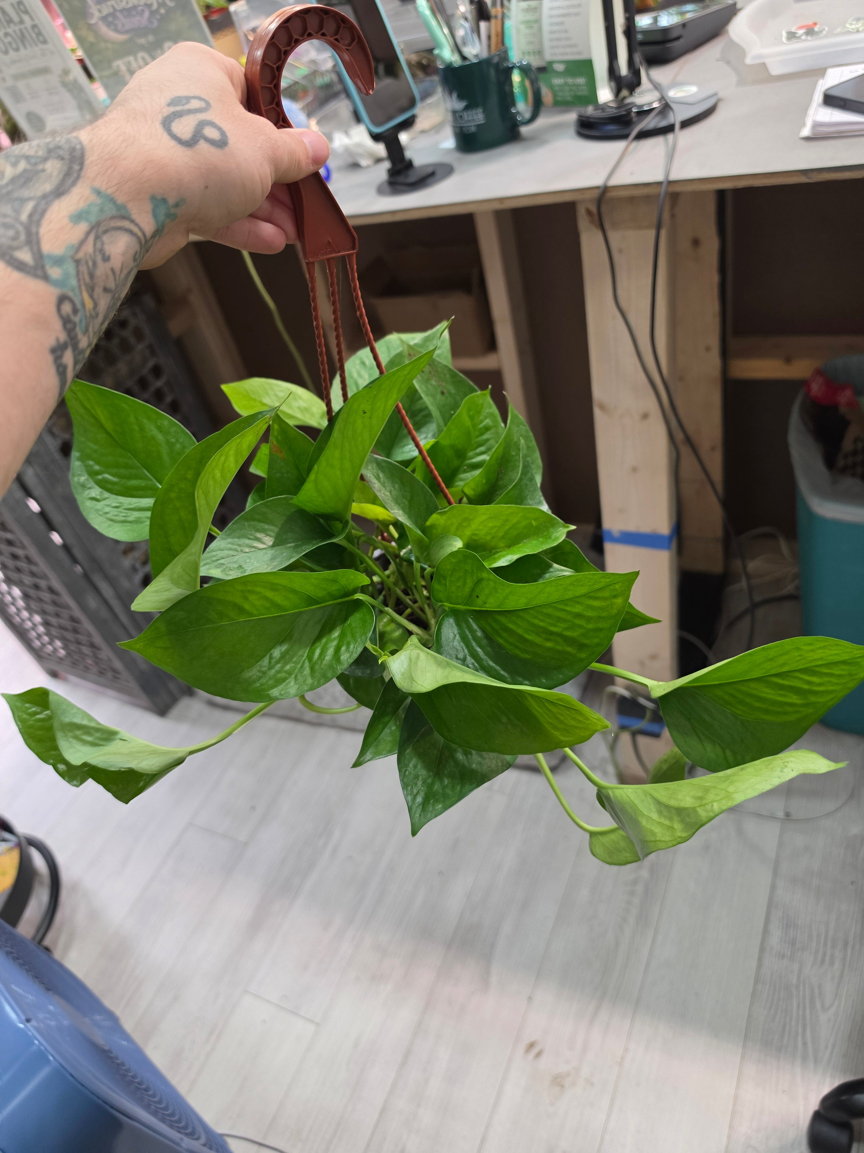 Jade Pothos